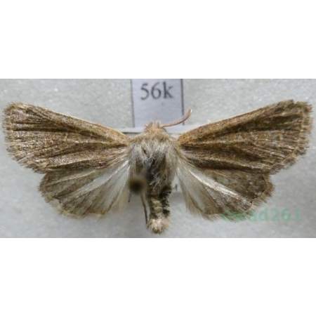 Dioszeghyana schmidtii (Diöszeghy, 1935) Slovakia56k